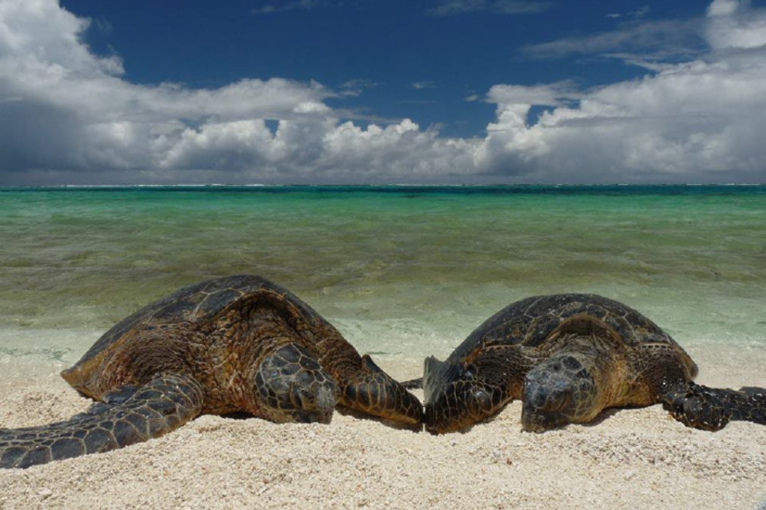 Arribada Tortugas