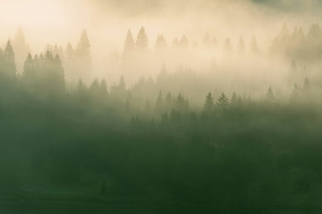 Bosque