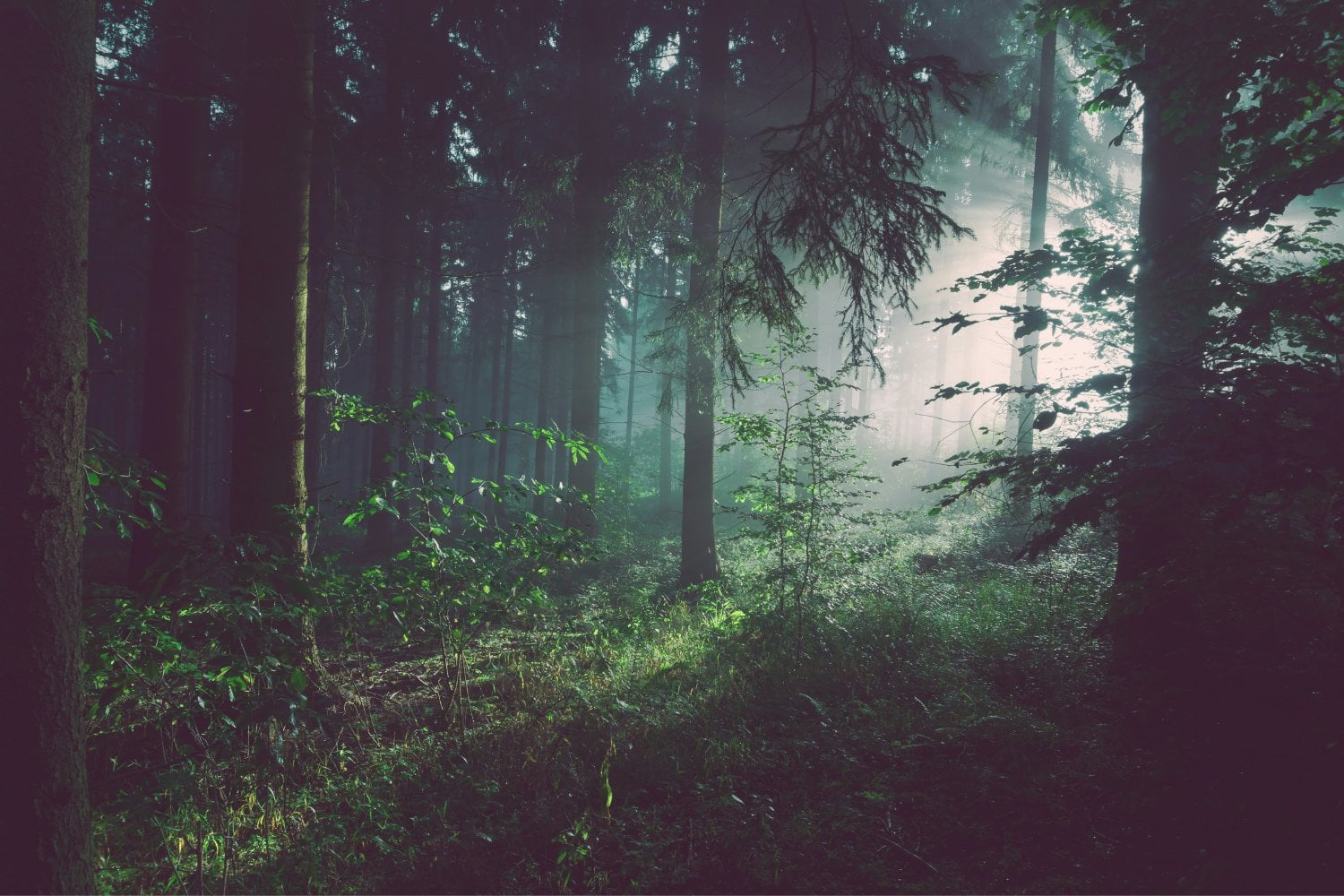 Bosque Carbono