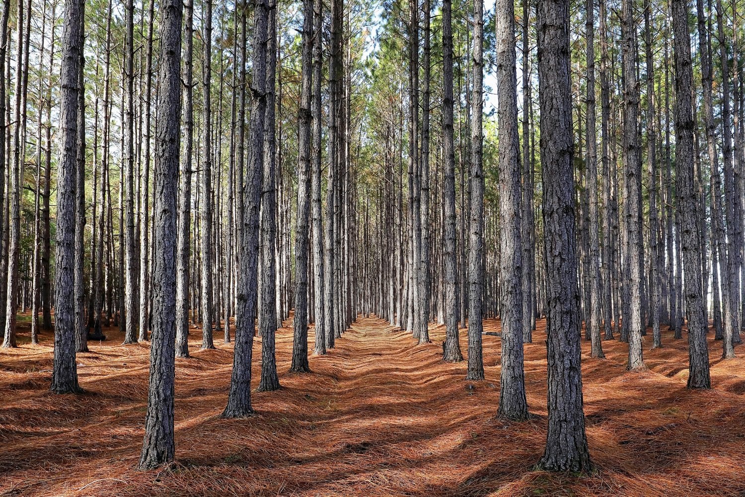 Bosque De Pinos
