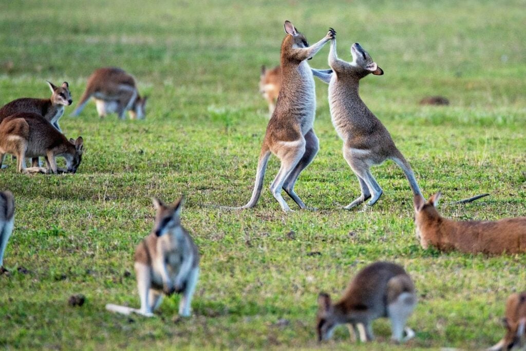 Canguros Australia