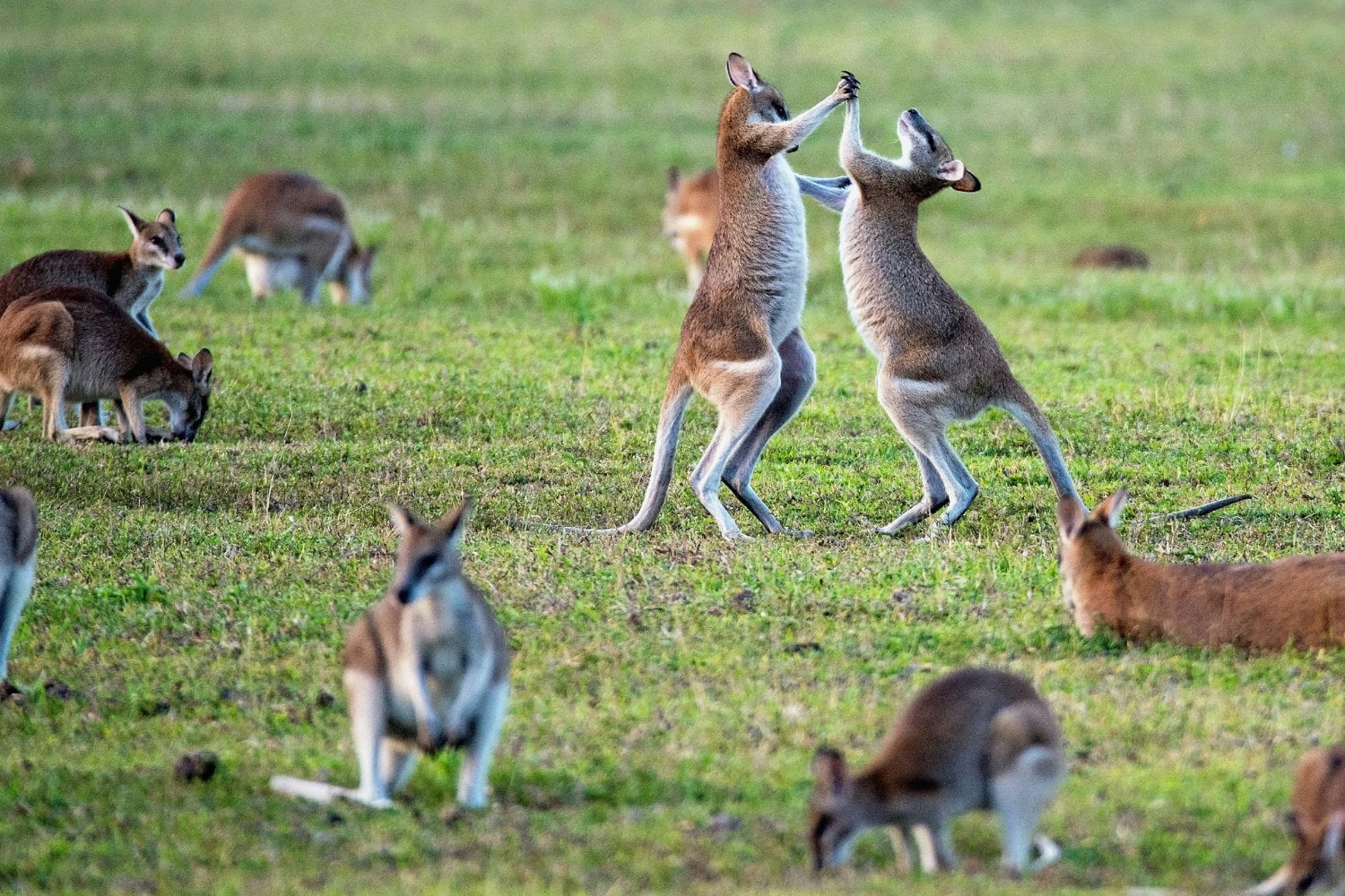 Canguros Australia
