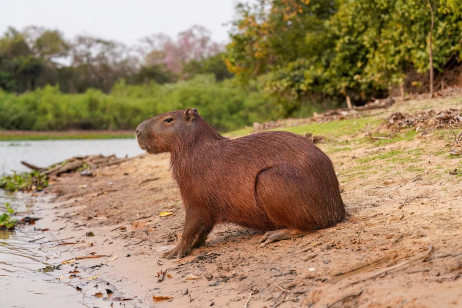 Capibara