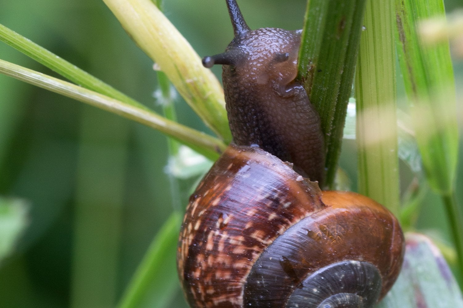 Caracol