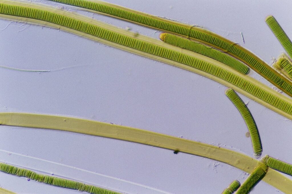Cianobacteria
