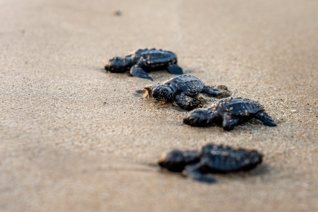 Cria De Tortuga
