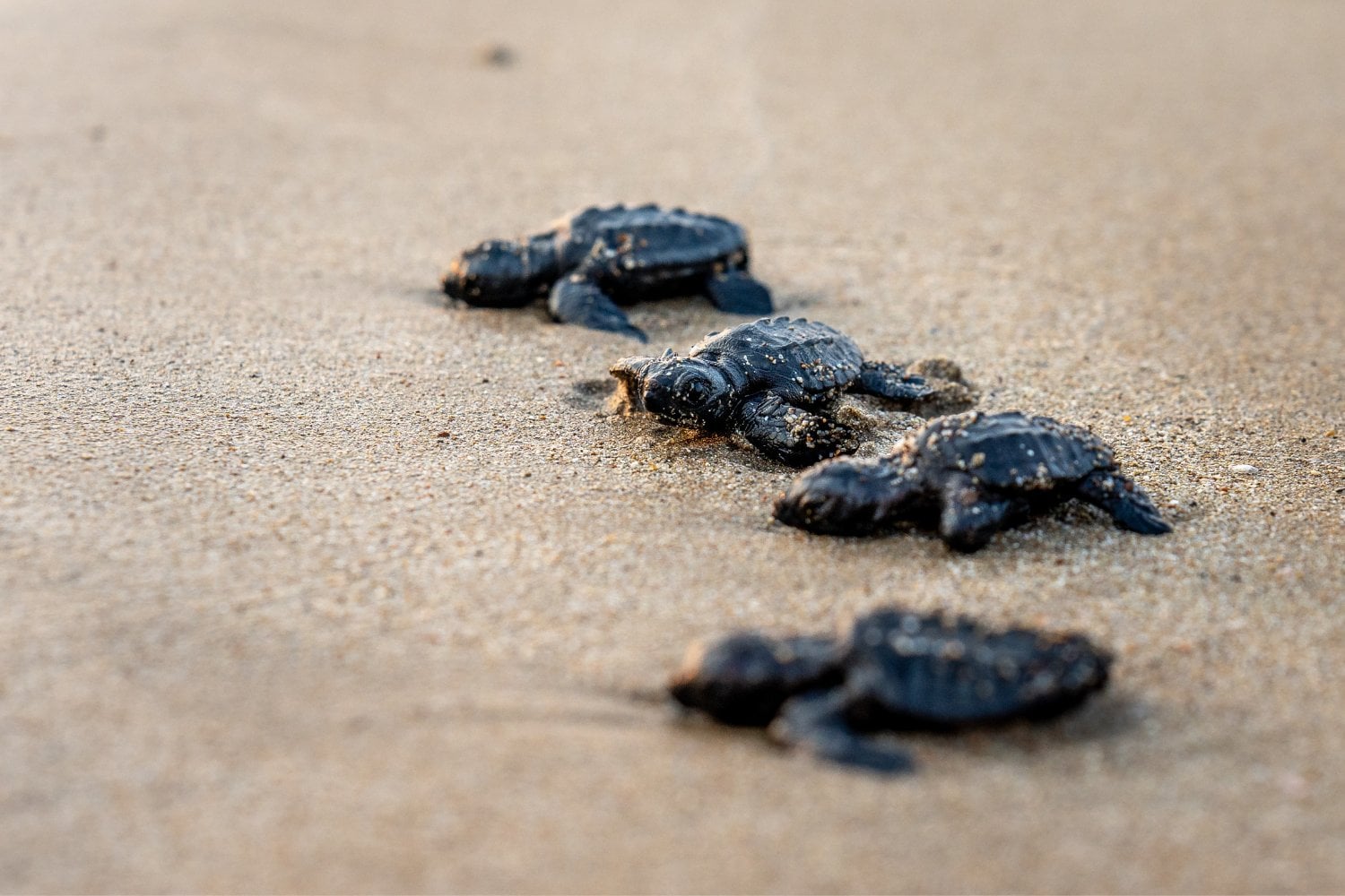 Cria De Tortuga