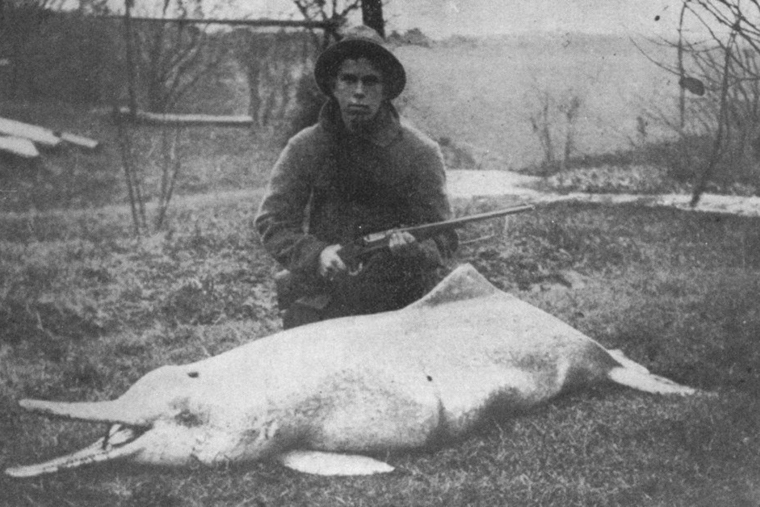 Delfin Chino Baiji