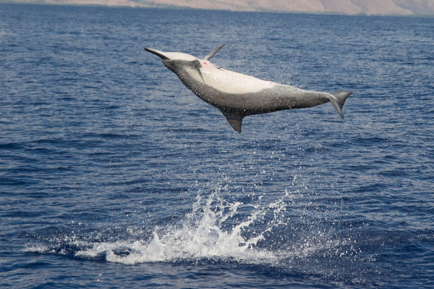 Delfin Tornillo