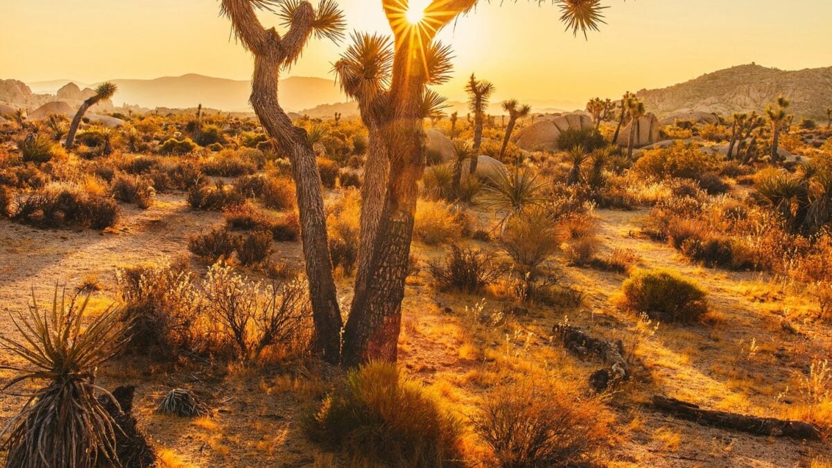 El 74% del territorio español está en riesgo de desertificación: un informe oficial detalla por qué el proceso se aceleró en la última década