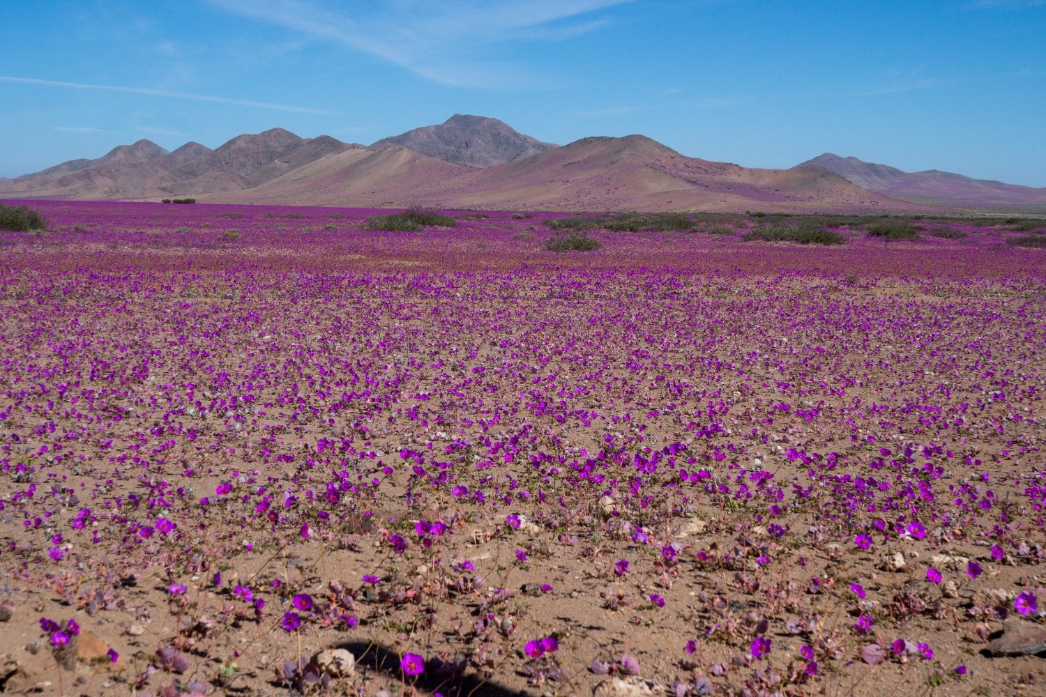 Desierto De Acatama Florido