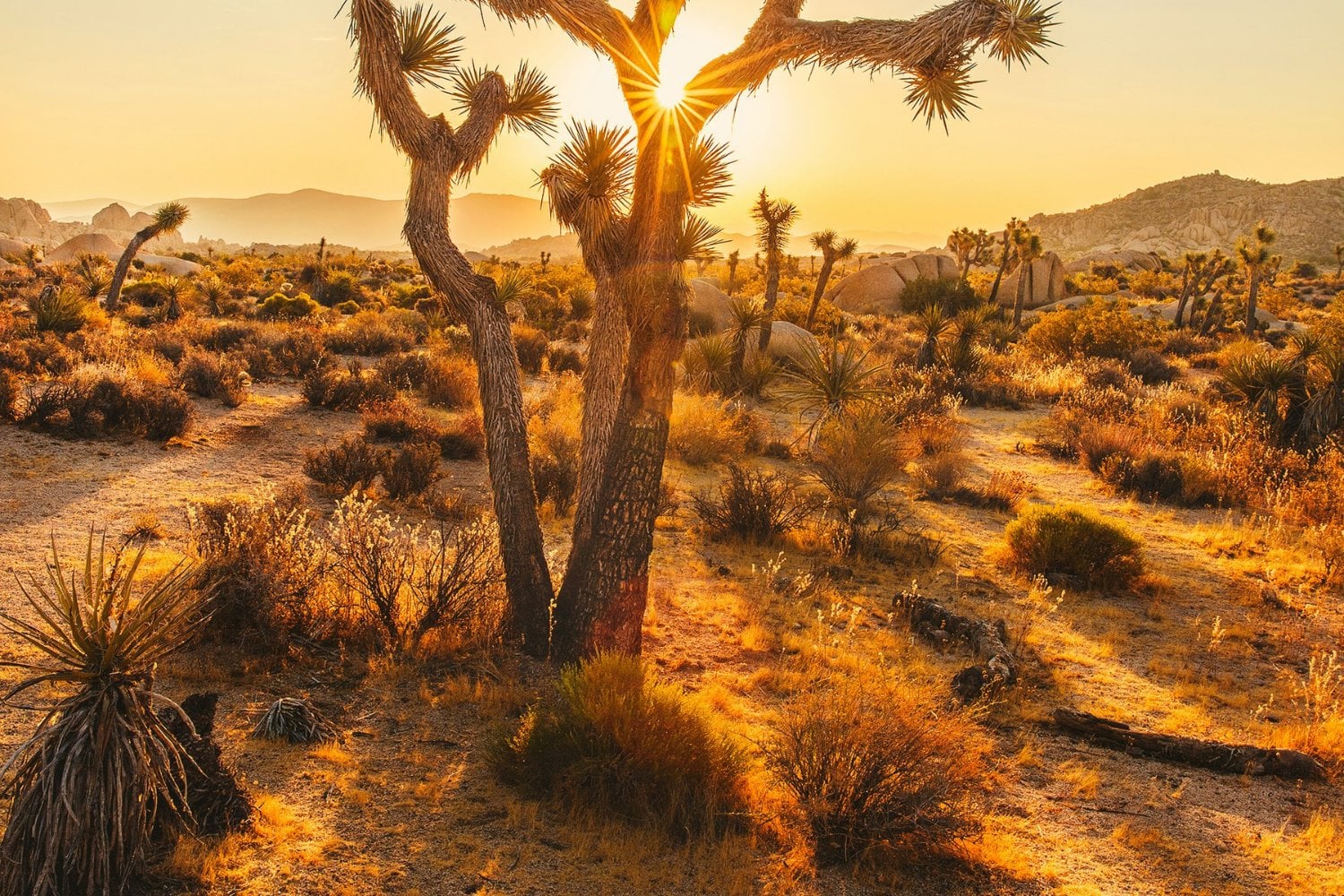 Desierto