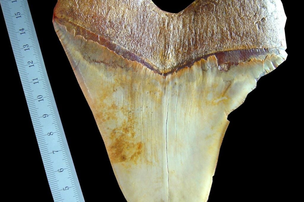 Diente De Megalodon