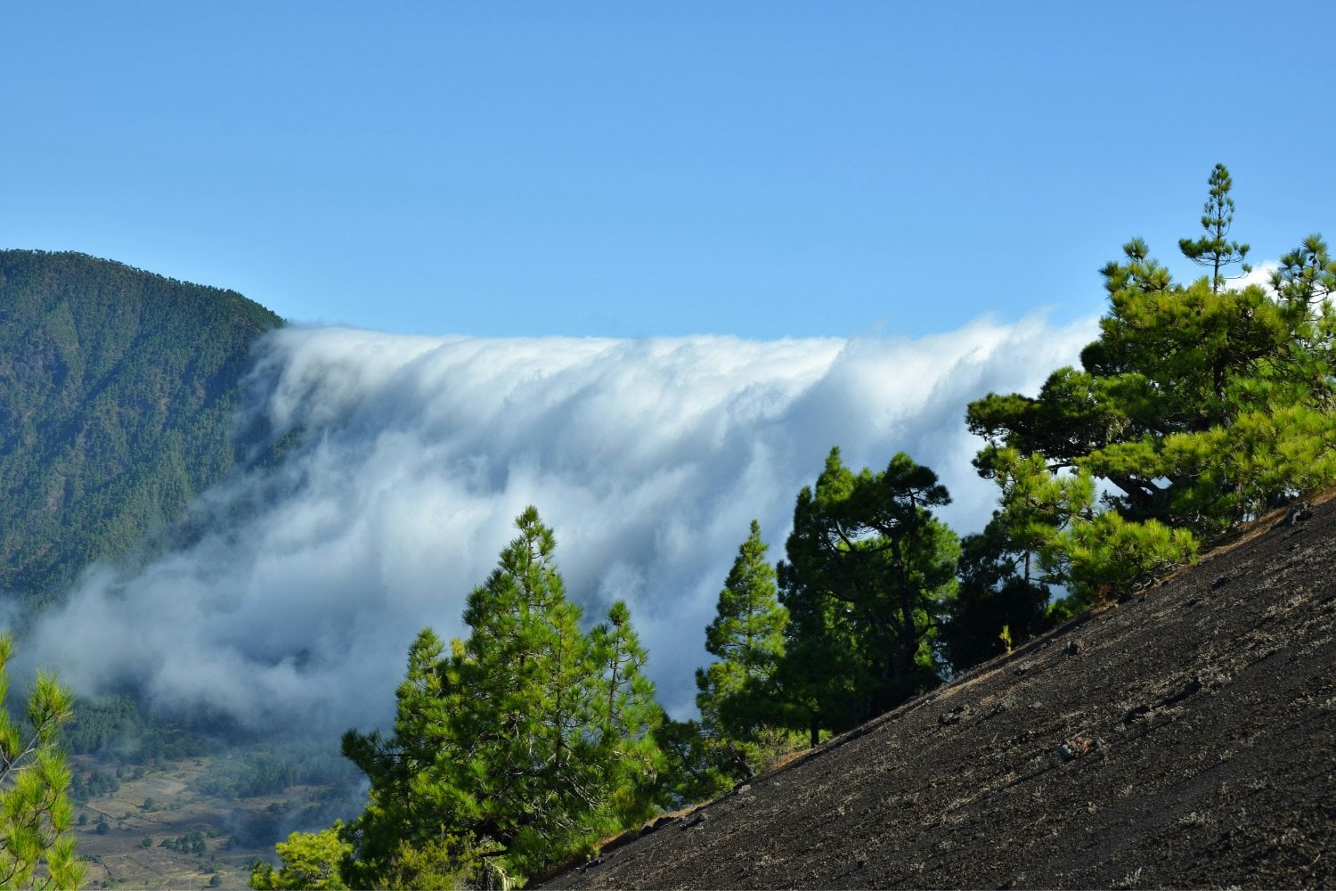 Ecosistemas La Palma