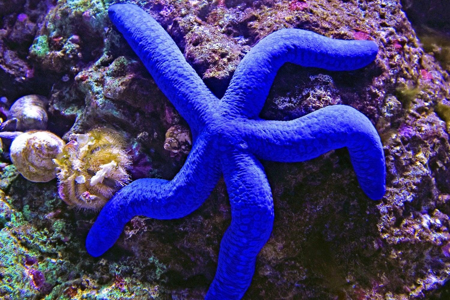 Estrella De Mar