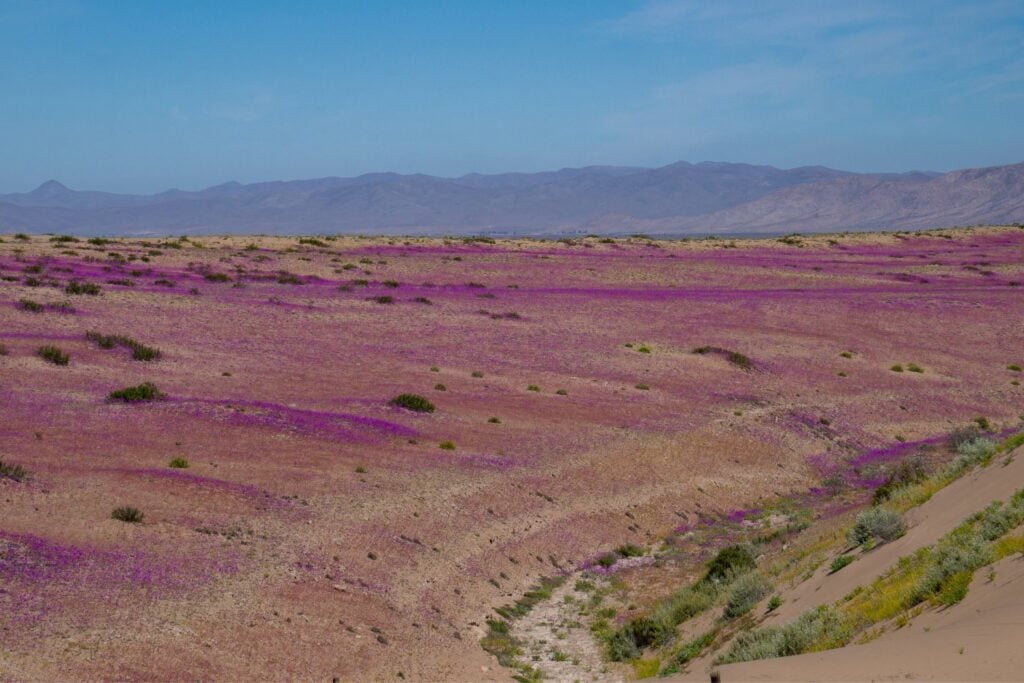 Flores En Desierto De Atacama