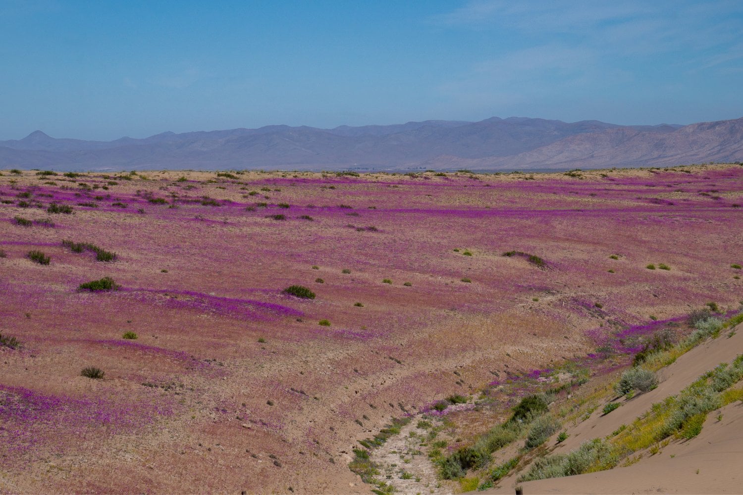 Flores En Desierto De Atacama