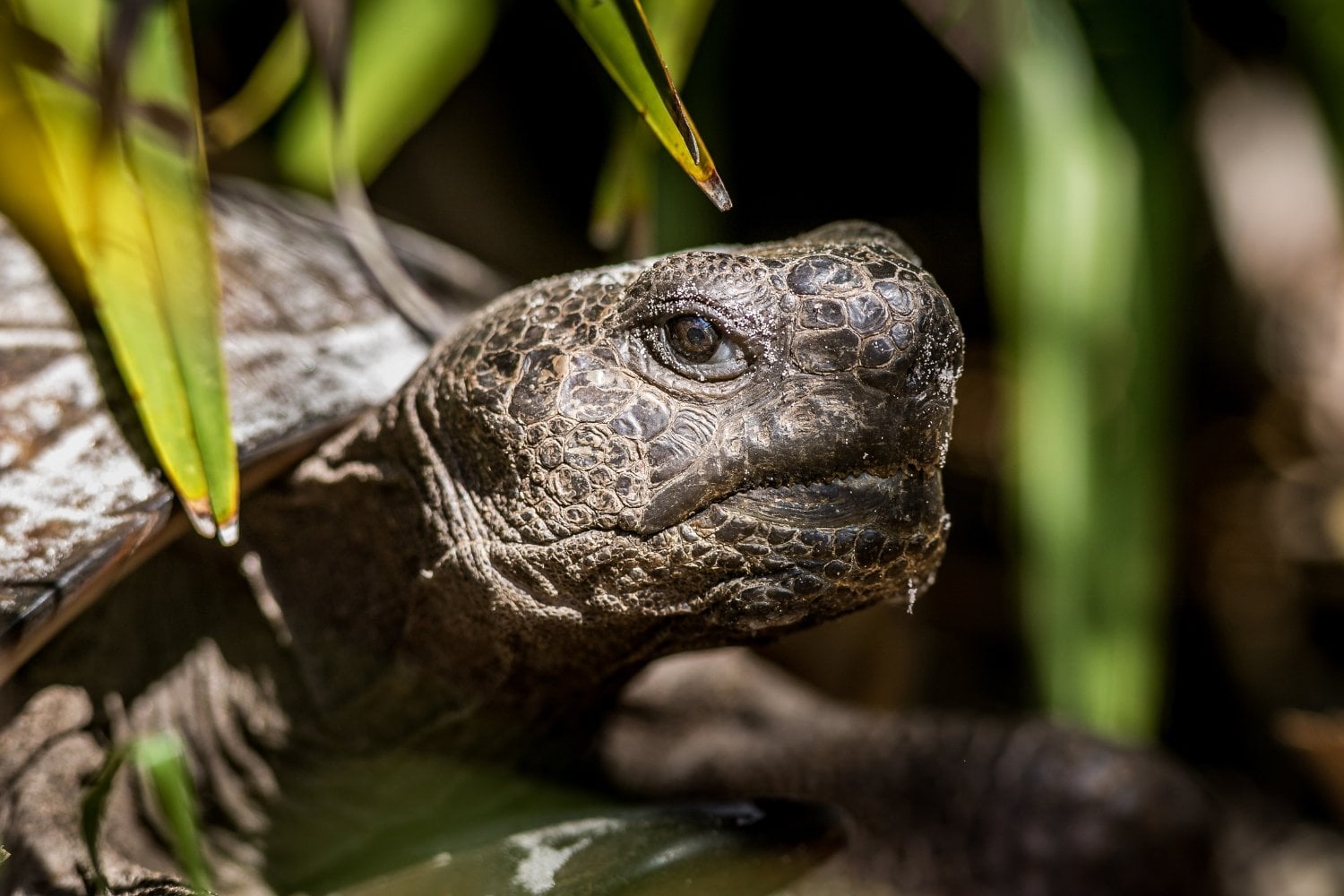 Gopher Tortoise