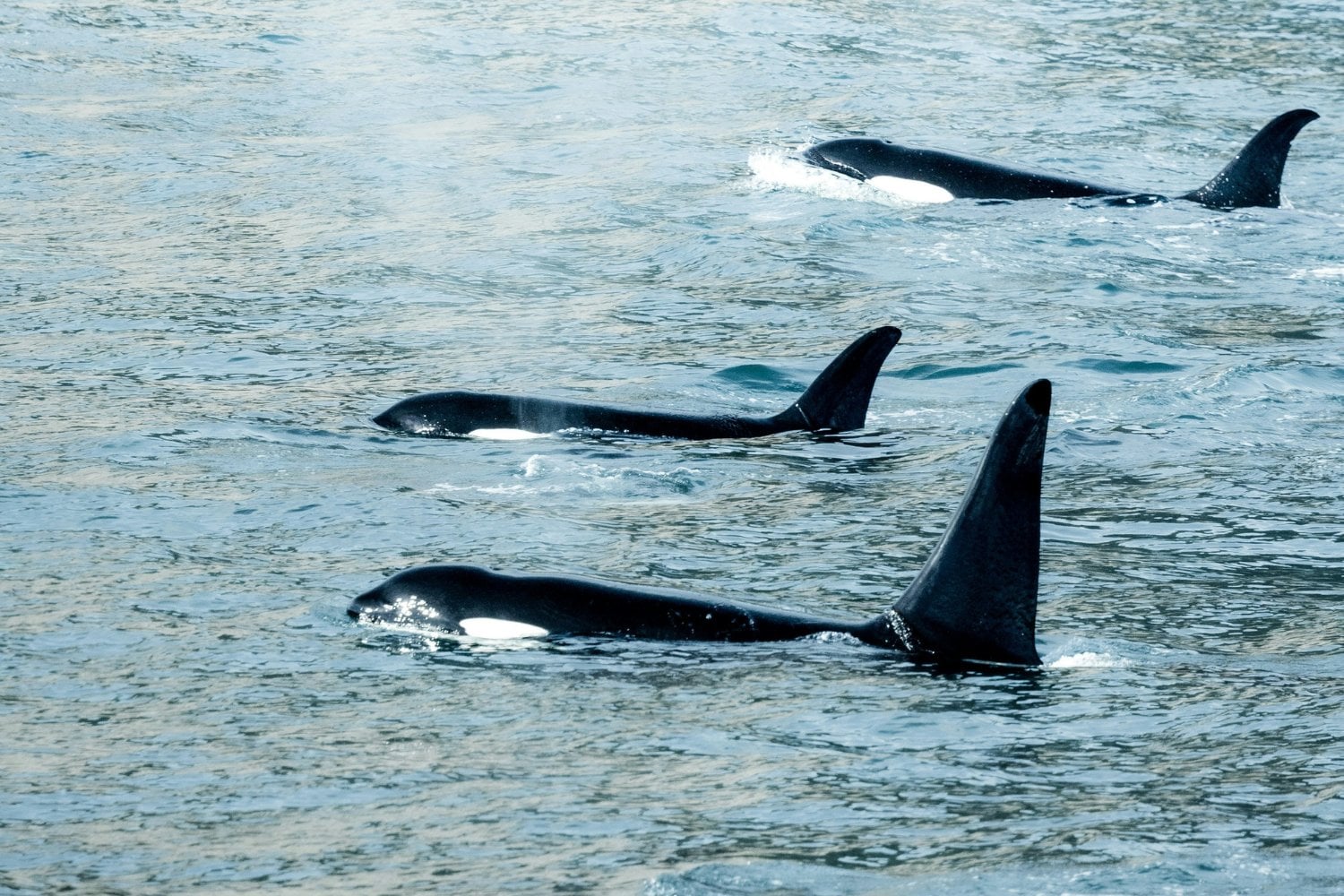 Grupo De Orcas