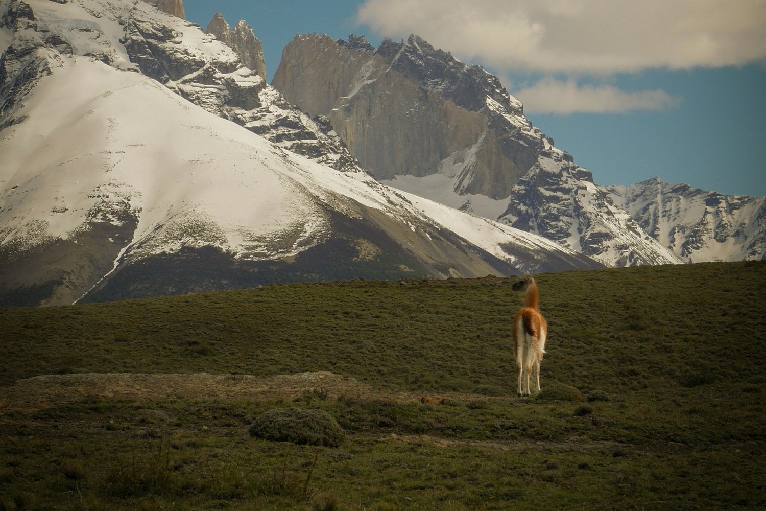 Guanaco Y Los Andes
