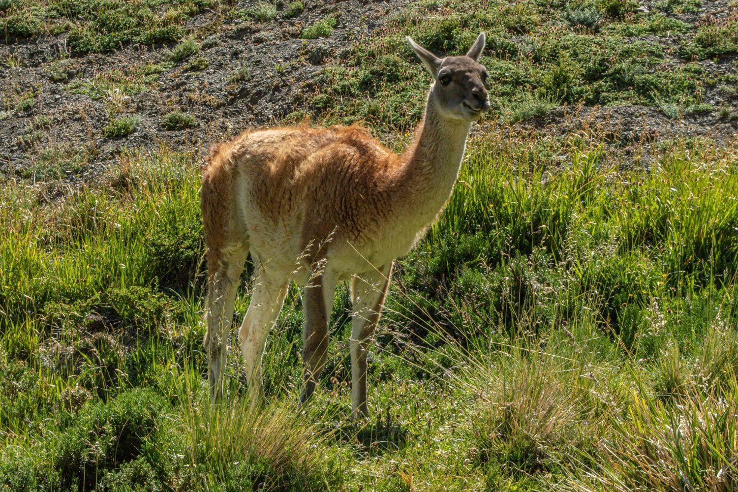 Guanaco