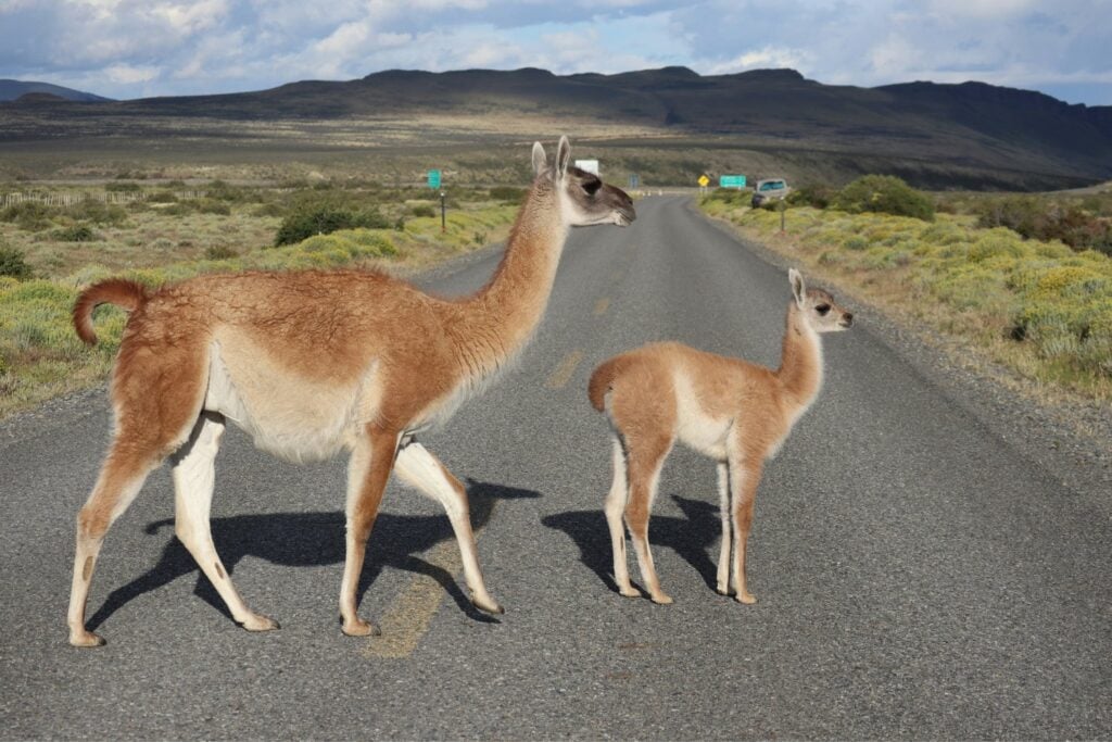 Guanacos