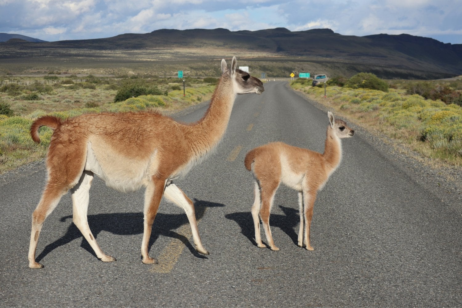 Guanacos