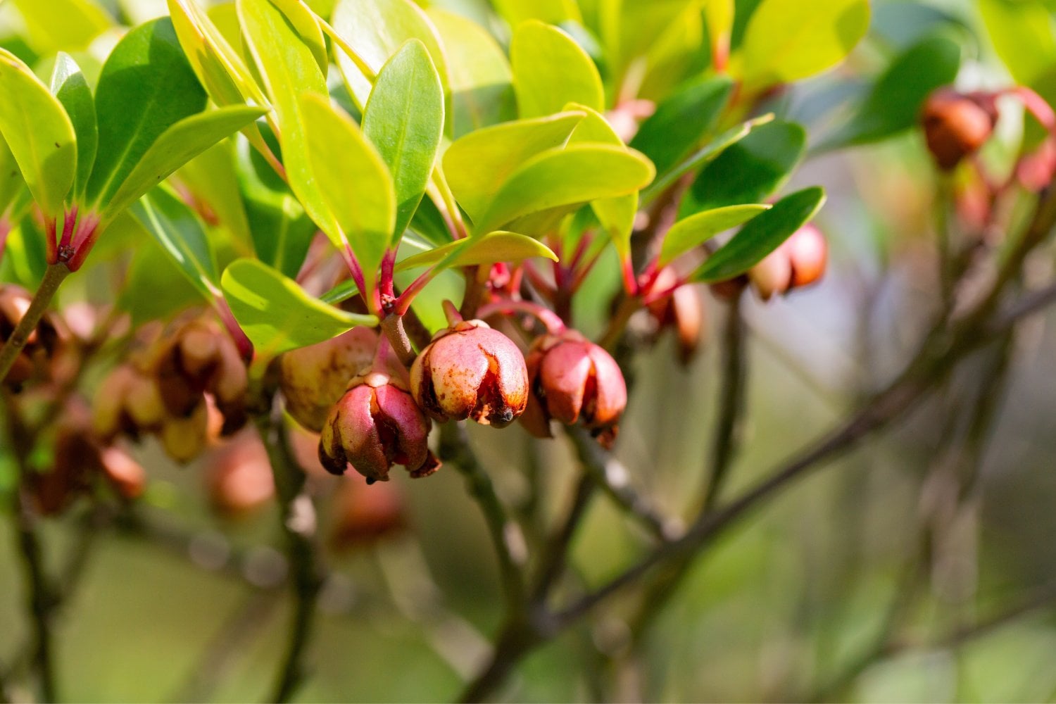 Guayabo De Fresa Roja