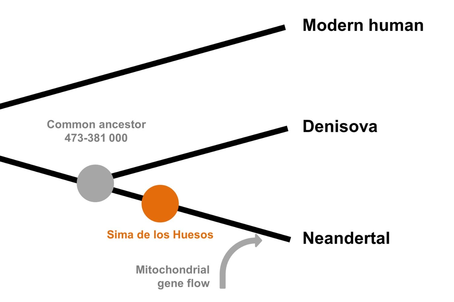 Linaje Denisovano