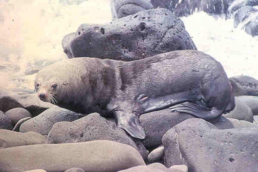 Lobo Fino De Juan Fernandez