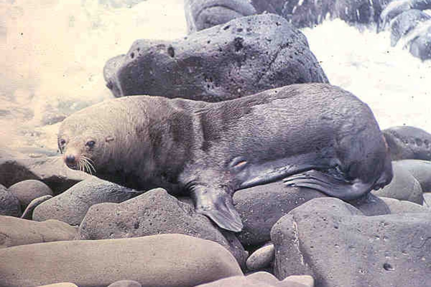 Lobo Fino De Juan Fernandez