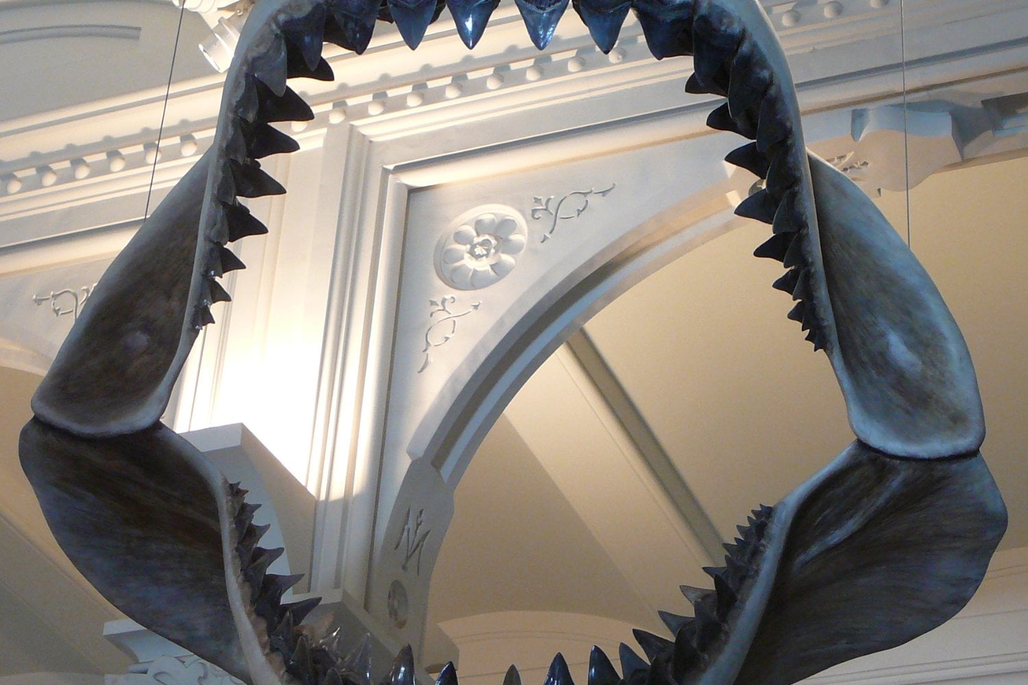 Mandibula De Megalodon