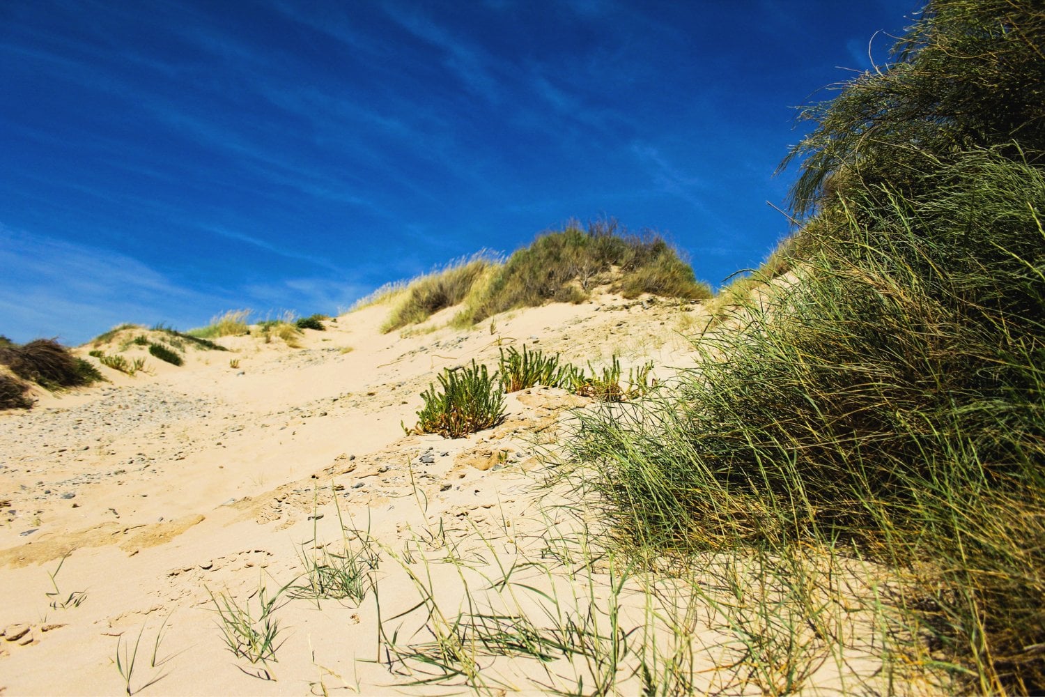 Medanos En La Playa