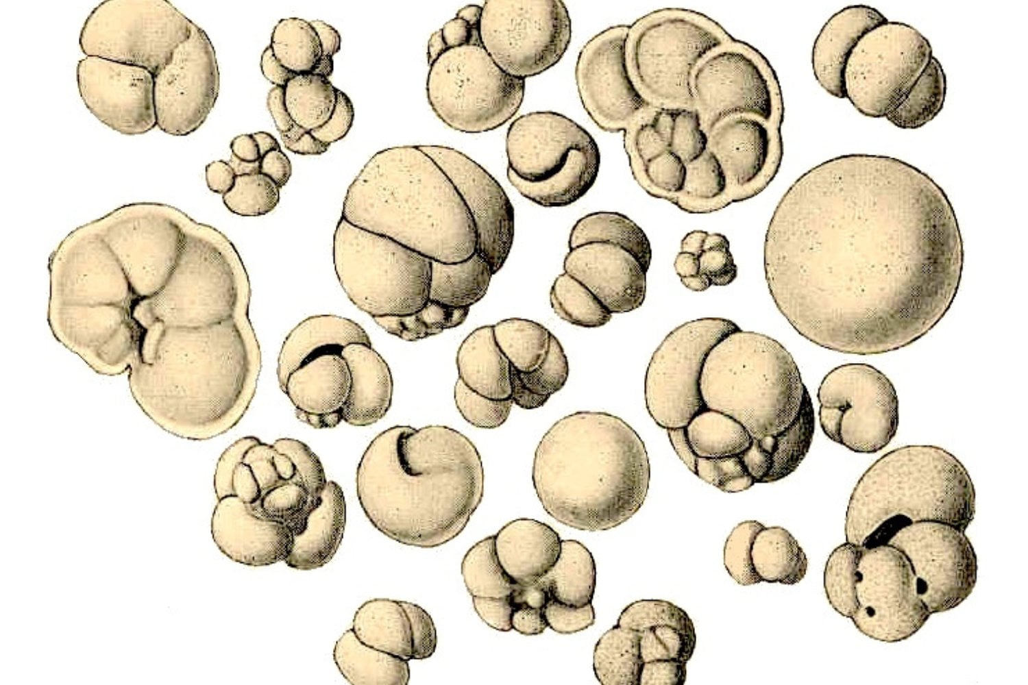 Microfosil