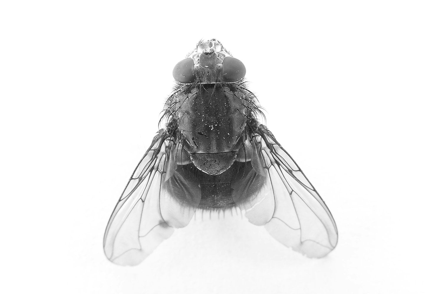 Mosca