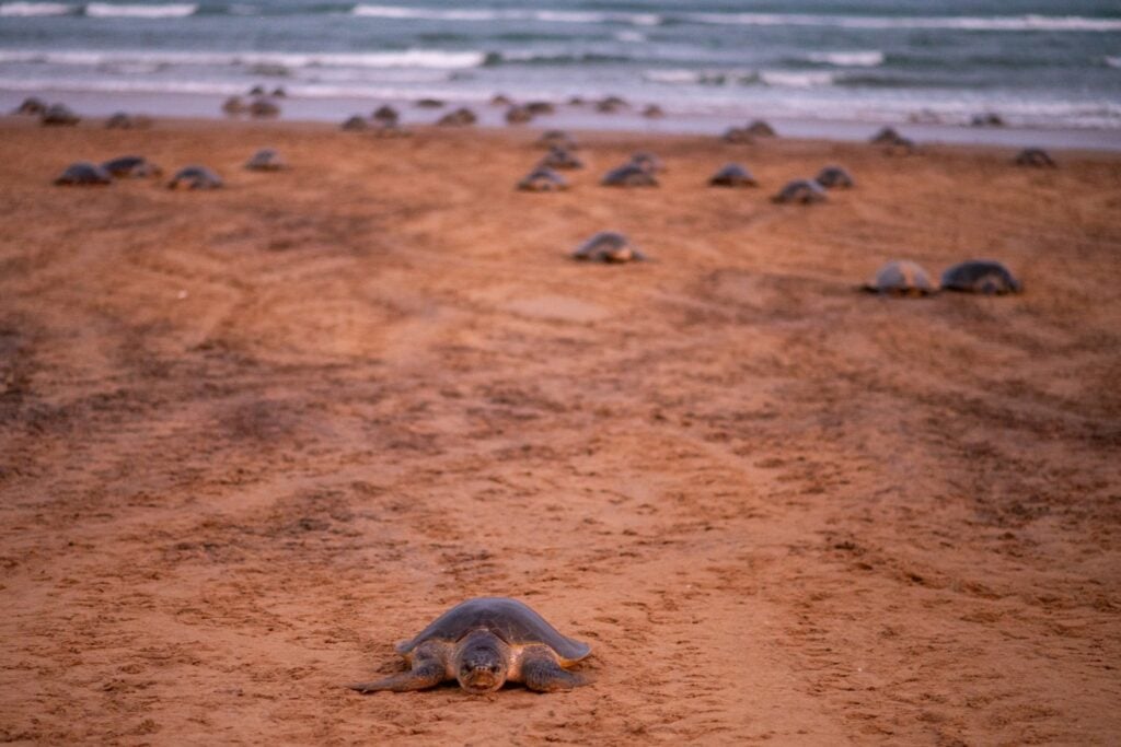 Nidificacion Masiva Tortugas
