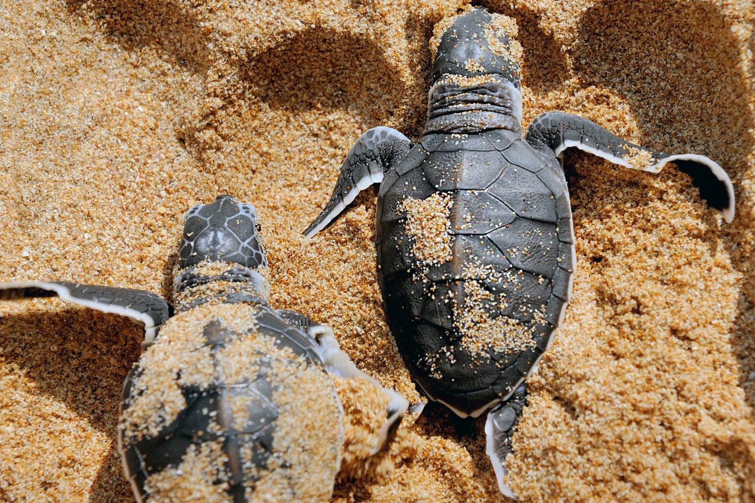 Nido De Tortuga