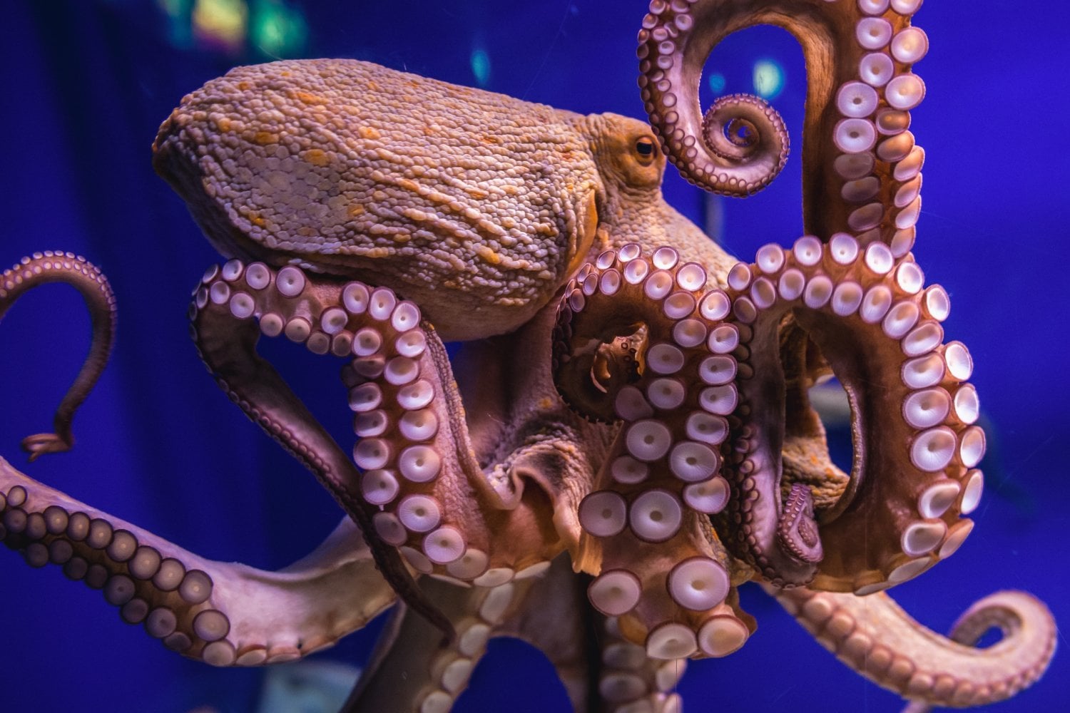 Octopus Vulgaris