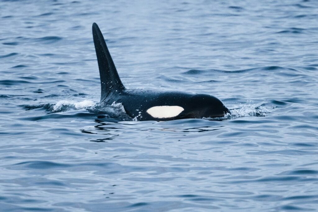 Orca