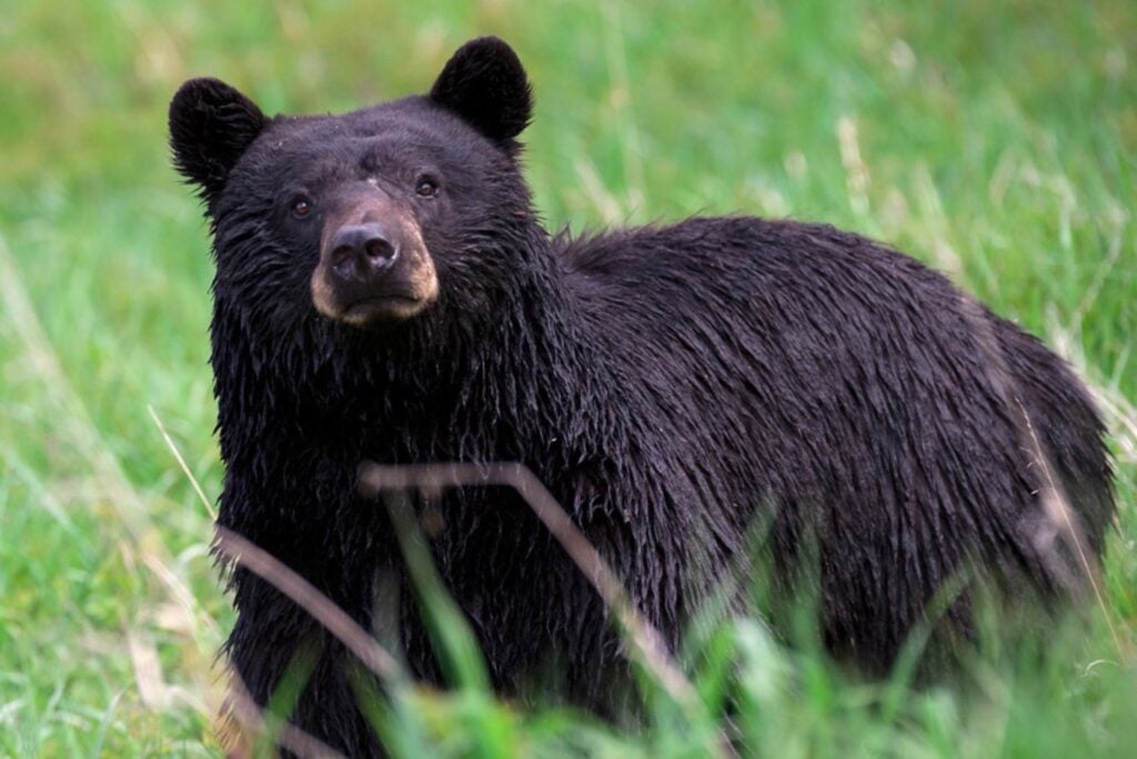 Oso Negro Americano
