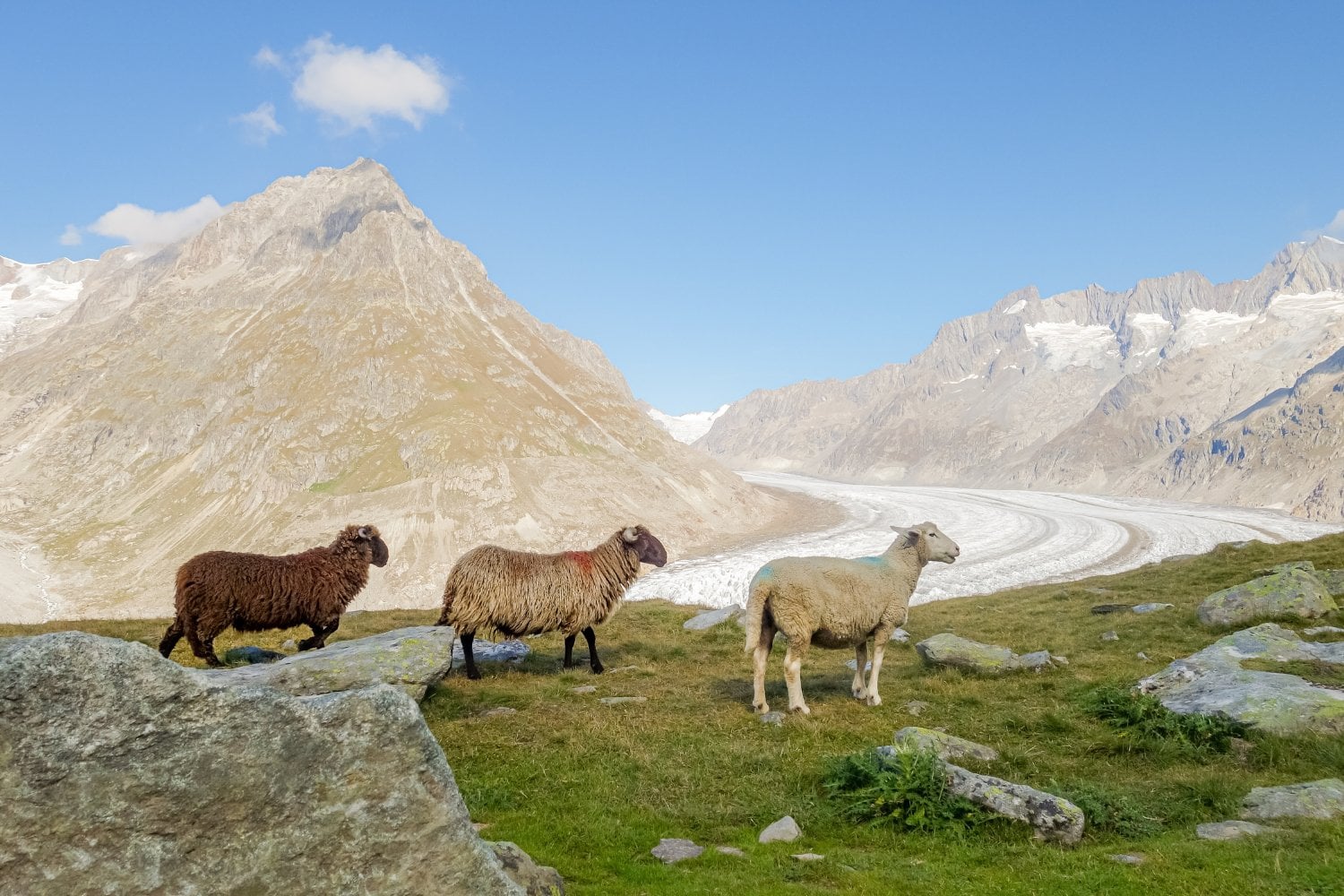 Ovejas Y Glaciares