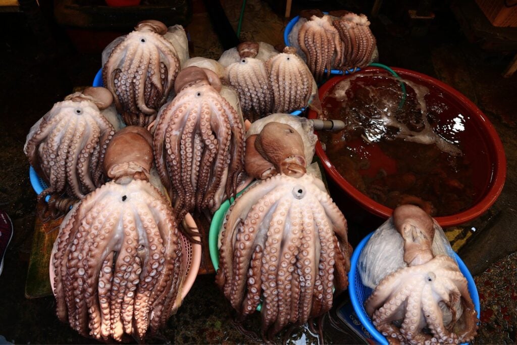 Pesca De Pulpos