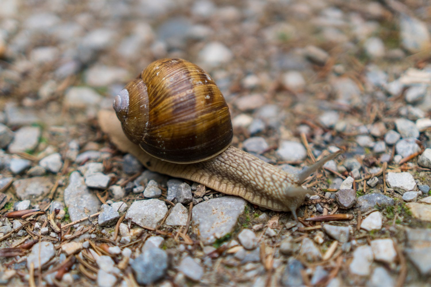 Physa Acuta