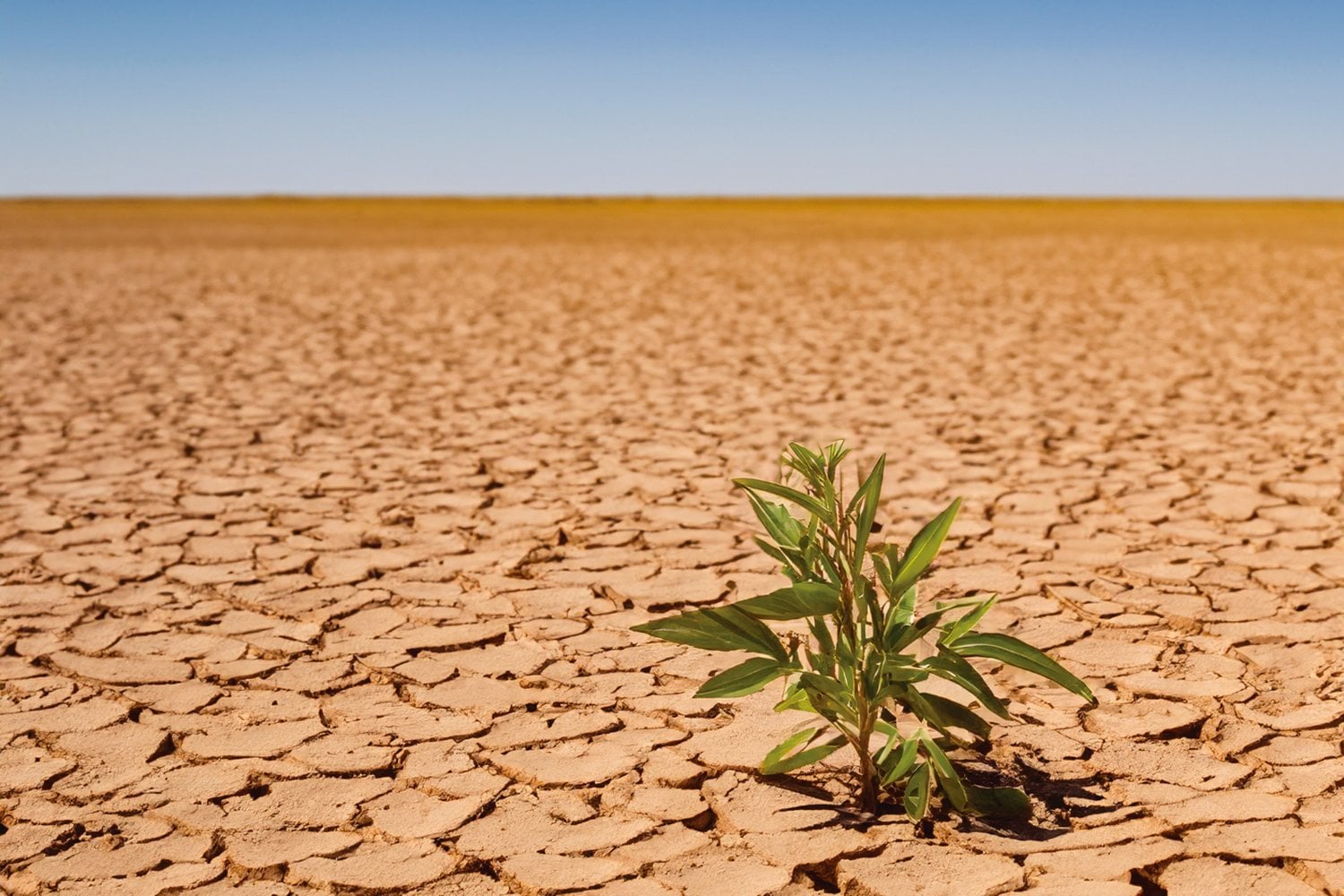 Planta En Desierto