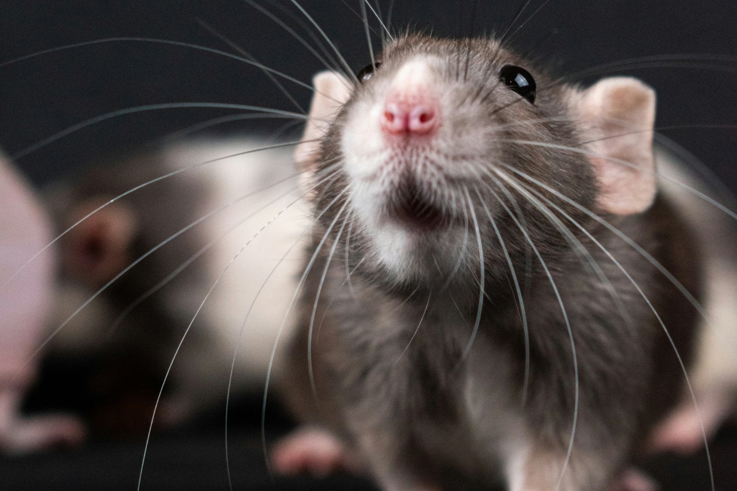 Ratones Laboratorio