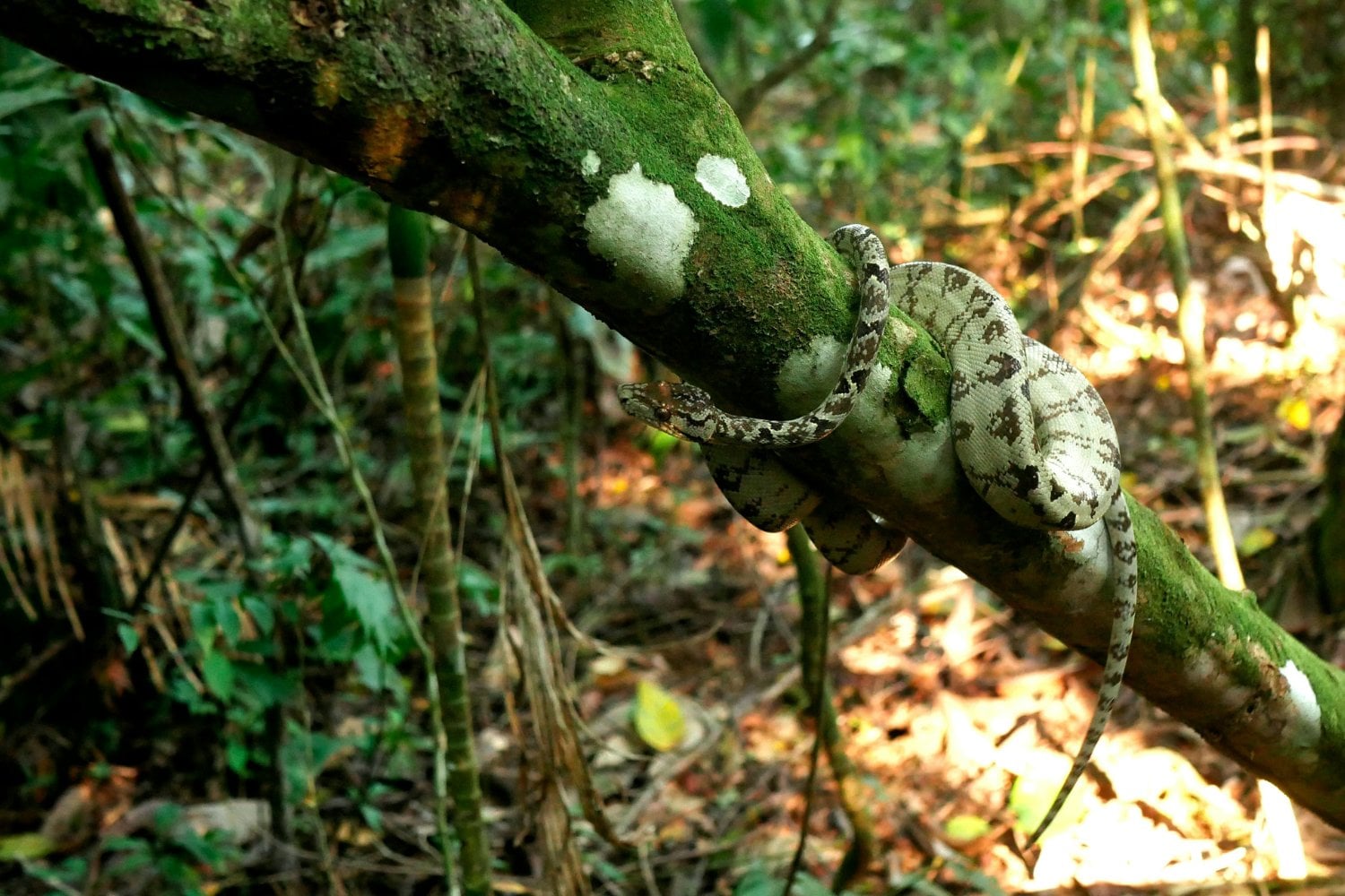 Selva Peru