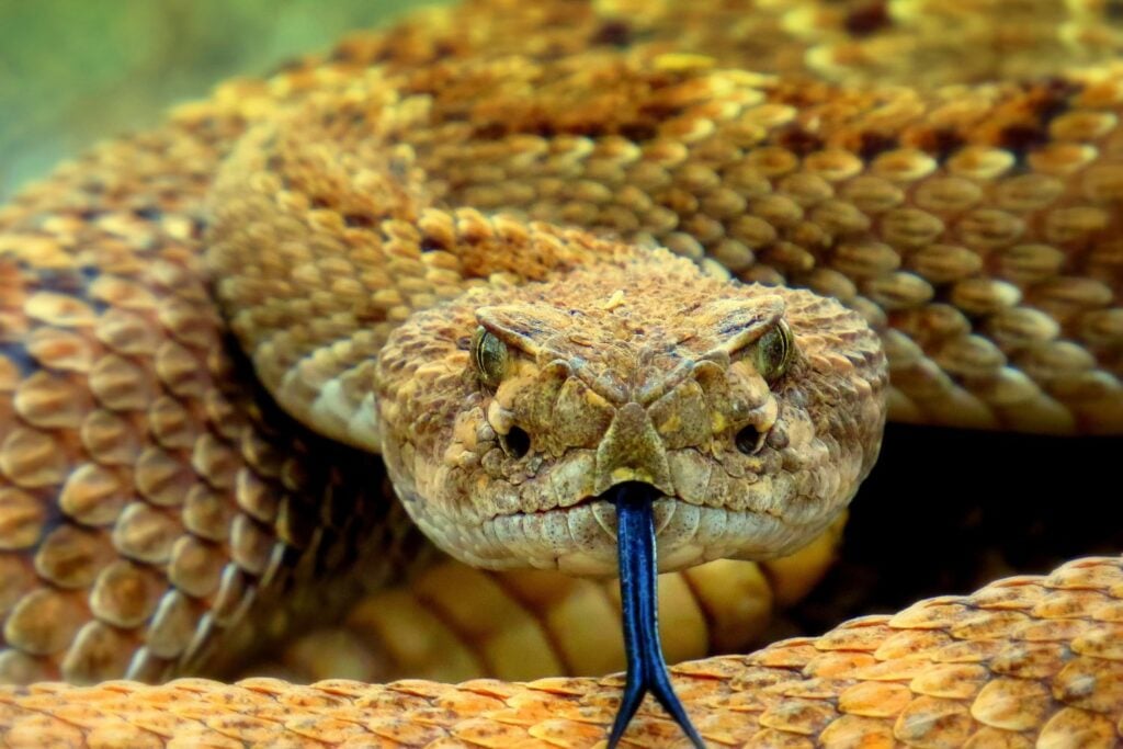 Serpiente