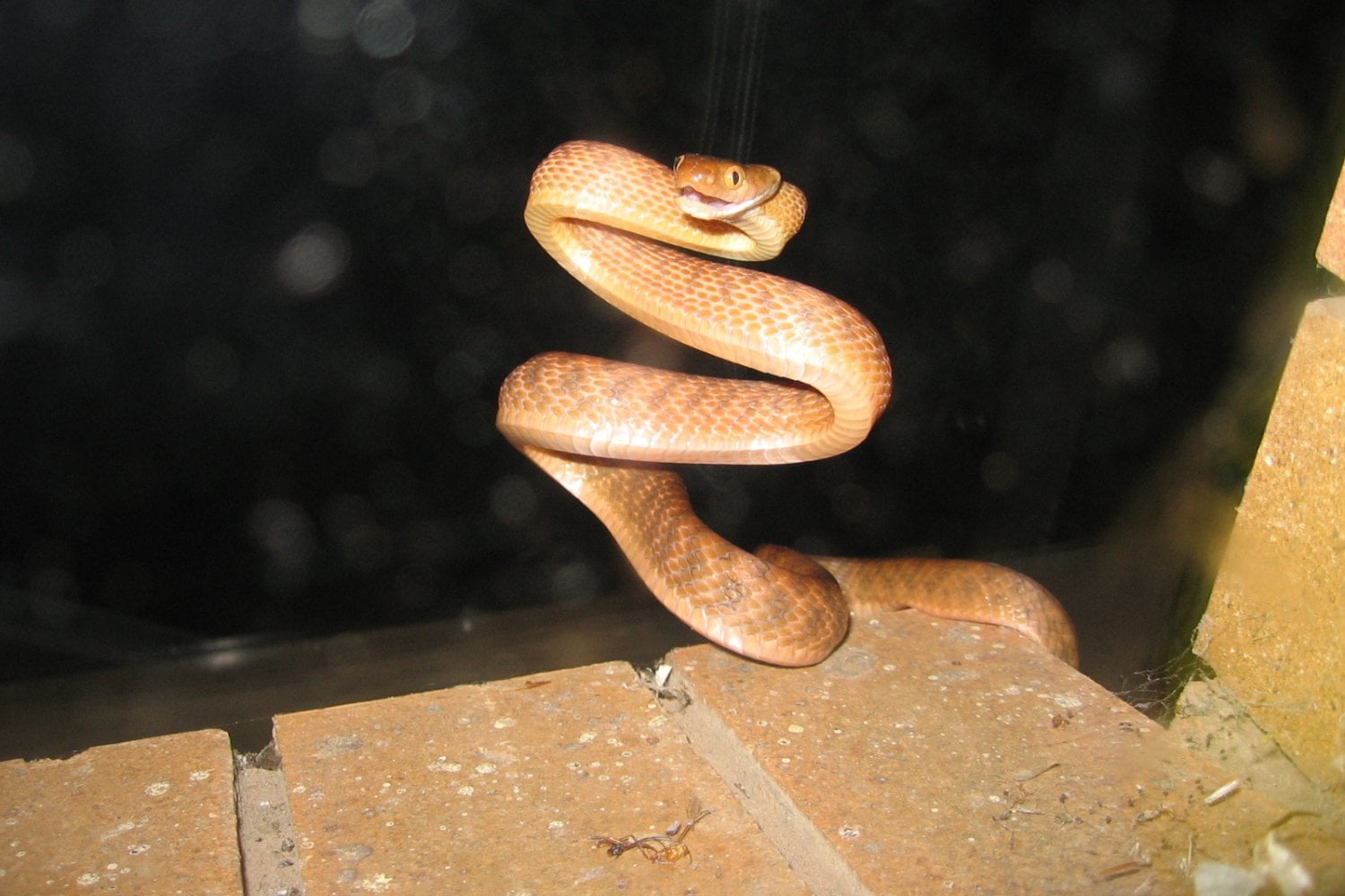 Serpiente Arborea Marron