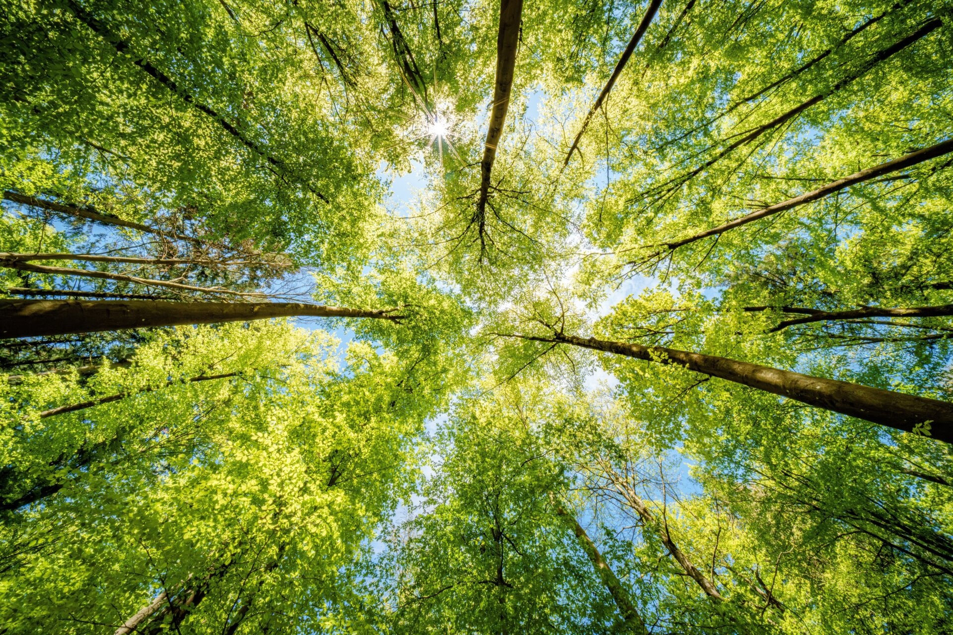 A,view,up,into,the,trees,direction,sky, ,sustainability