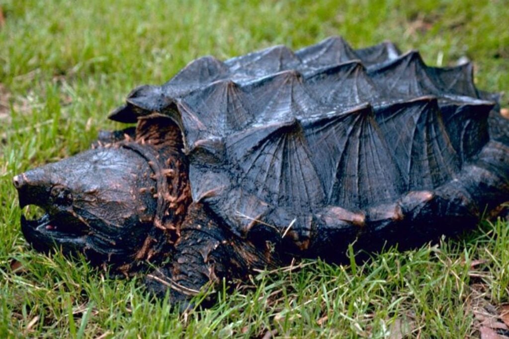 Tortuga Caiman